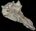 Mosasaur (Platecarpus) Pre-Maxilary With Teeth - Kansas #40414-1